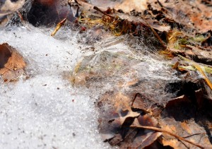 雪の下の菌糸