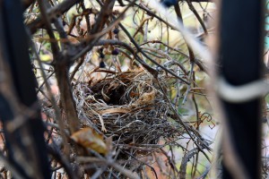 野鳥の巣